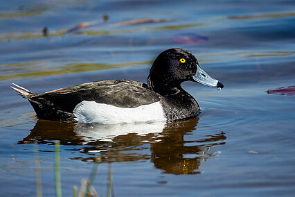 Tufted duck (Aythya fuligula)