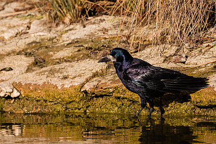 Rook (Corvus frugilegus)