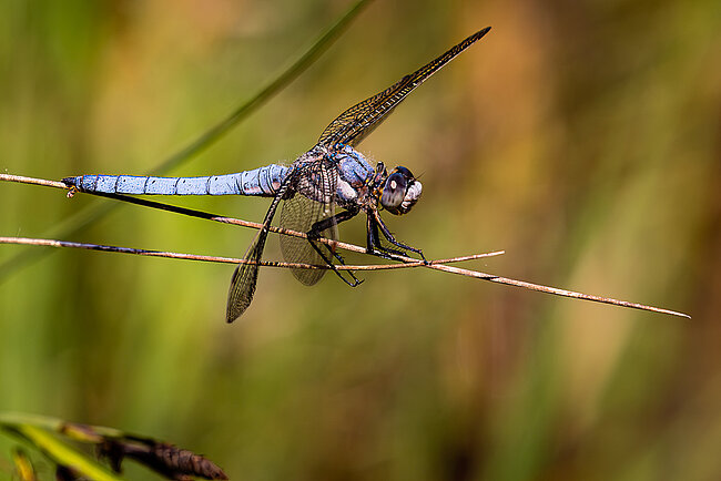 Südlicher Blaupfeil (Orthetrum brunneum)