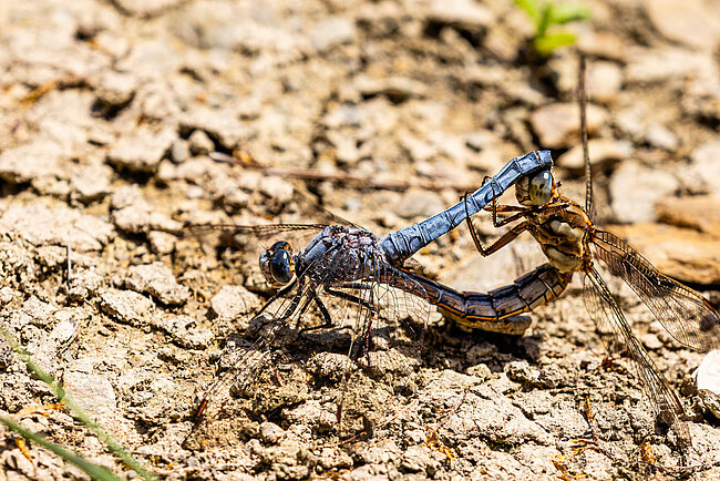 Mating wheel of Southern Skimmer (Orthetrum brunneum)