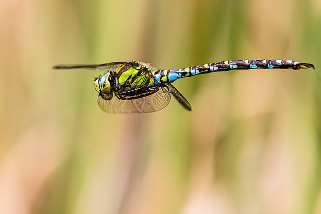Blaugrüne Mosaikjungfer im Flug (M, Aeshna cyanea)