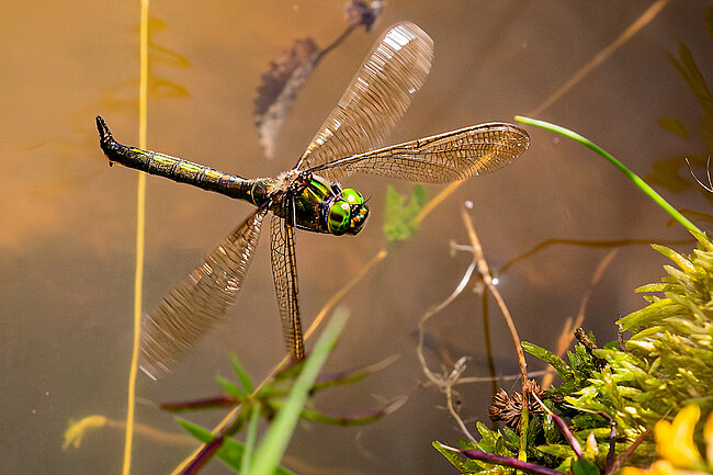  Brilliant emerald (F, Somatochlora metallica)