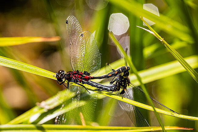 Mating wheel of Small whiteface (Leucorrhinia dubia)