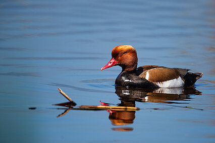 Red-crested pochard  (Netta rufina)