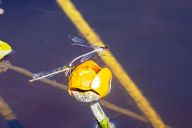 Tandem des Großen Granatauges (Erythromma najas)