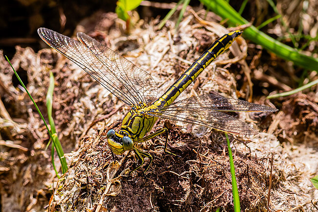 Westliche Keiljungfer (W, Gomphus pulchellus) Westliche Keiljungfer (W, Gomphus pulchellus)