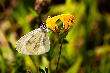 Senfweißling (Leptidea sinapis)