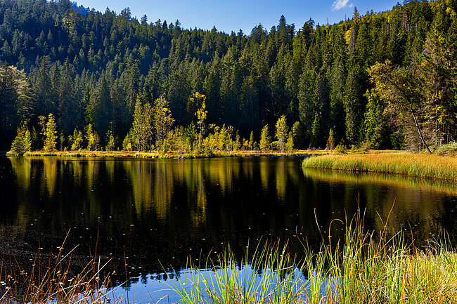 Fescue grass island in the Buhlbachsee