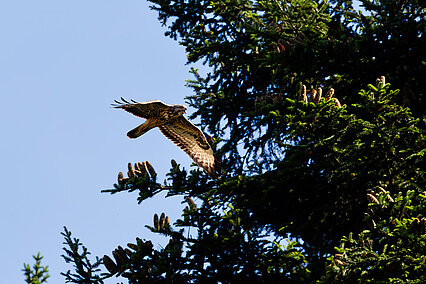 Common buzzard (Buteo buteo)
