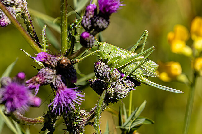 Grande sauterelle verte (F, Tettigonia viridissima)