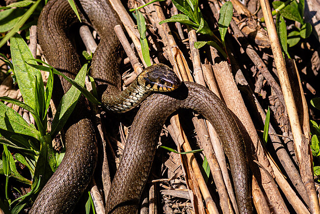 Ringelnatter (Natrix natrix)