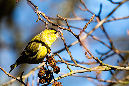Eurasian siskin (Spinus spinus)