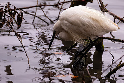 Little egret (Egretta garzetta)