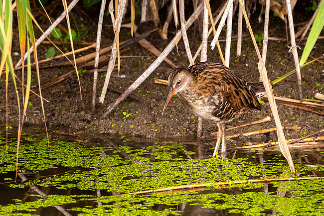 Wasserralle (Rallus aquaticus)