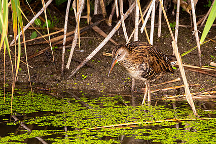 Water rail (Rallus aquaticus)