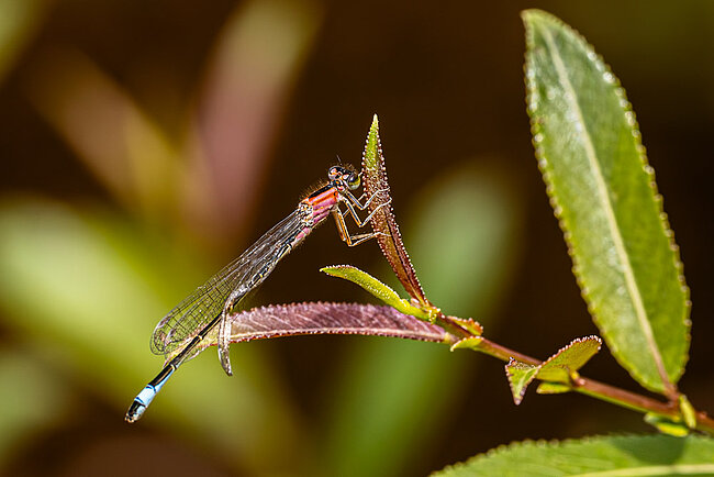 Jugendliches Weibchen der Großen Pechlibelle, forma rufescens (Ischnura elegans)