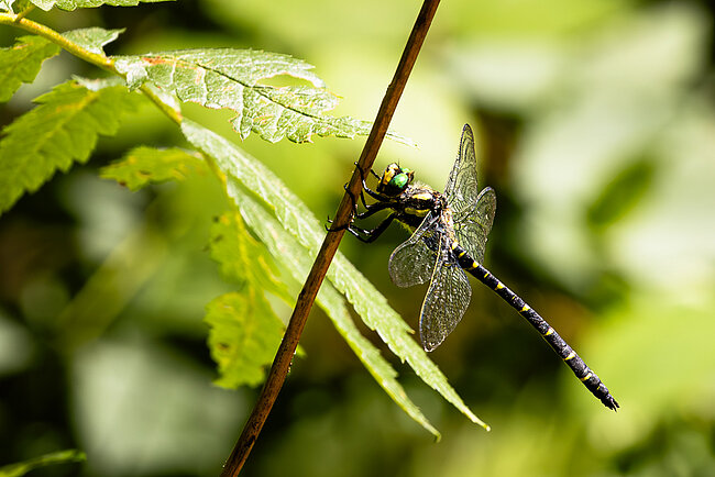 Cordulégastre bidenté (Cordulegaster bidentata)