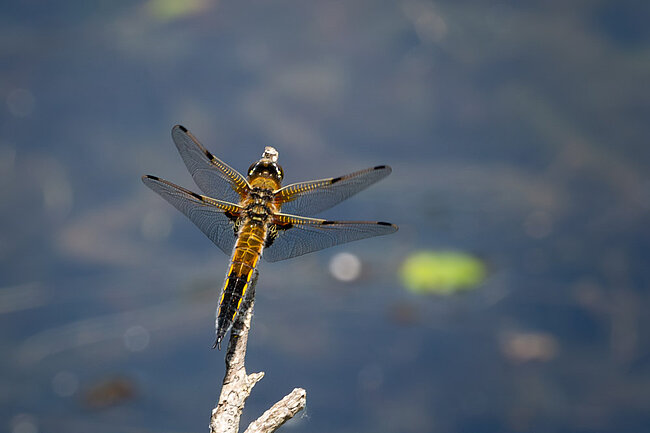 Vierfleck (Libellula quadrimaculata)
