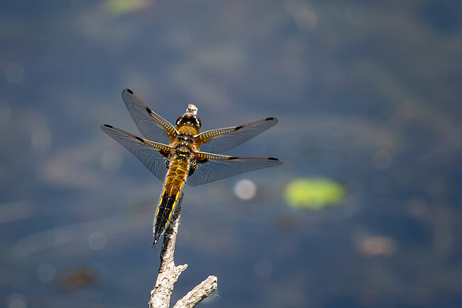 Vierfleck (Libellula quadrimaculata)