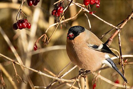 Eurasian bullfinch (Pyrrhula pyrrhula)