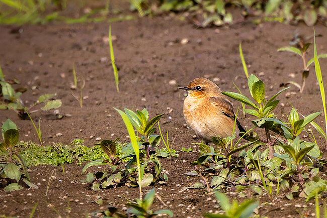 Traquet motteux(Oenanthe oenanthe)