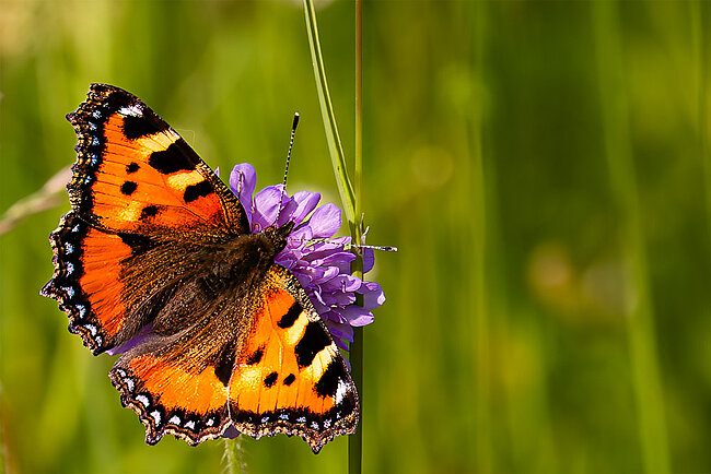 Petite tortue (Aglais urticae)