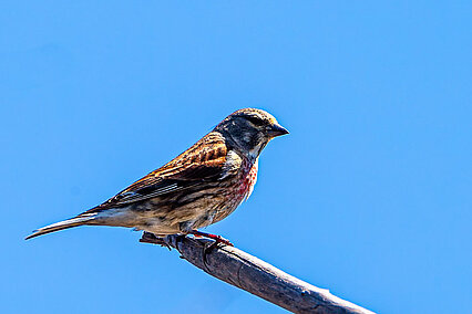 Common linnet (Linaria cannabina)