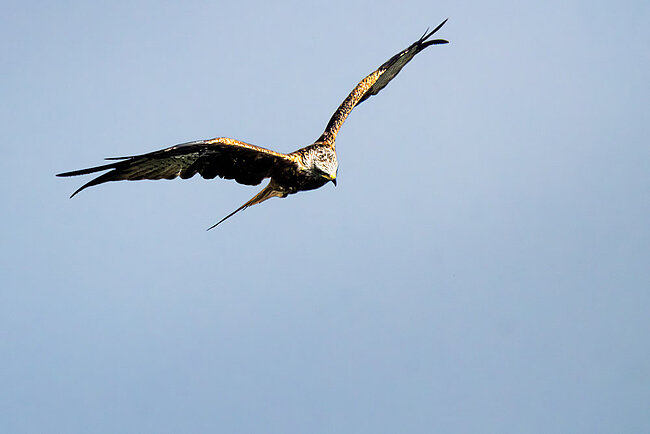 Rotmilan (Milvus milvus)