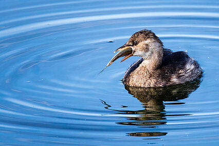 Little grebe (Tachybaptus ruficollis)