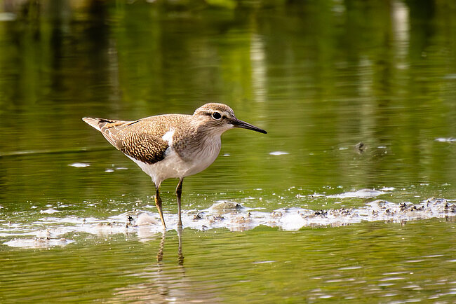 Flußuferläufer (Actitis hypoleucos)
