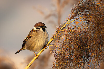 Eurasian tree sparrow (Passer montanus)