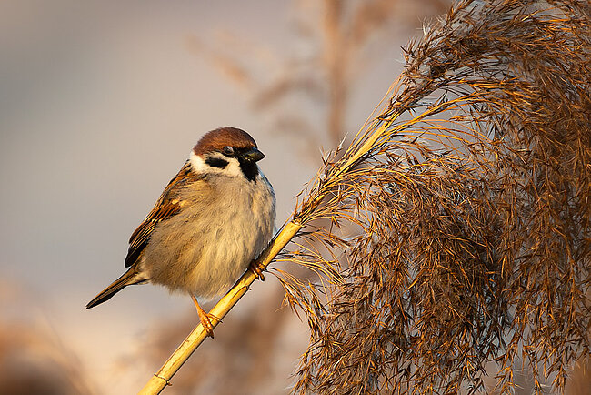 Feldsperling (Passer montanus)