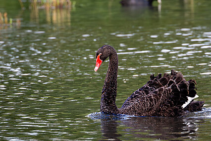 Black swan (Cygne noir)