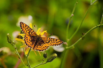 Hochmoor-Perlmuttfalter (Boloria aquilonaris)