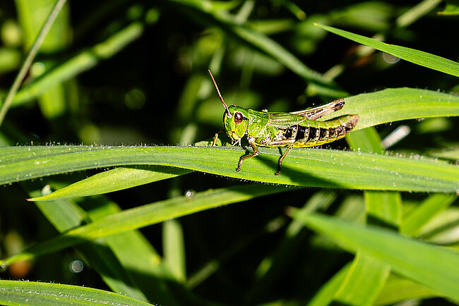 Criquet des pâtures (Pseudochorthippus parallelus)
