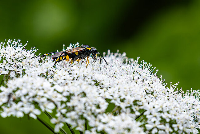  Macrophie rustique (Macrophya montana)