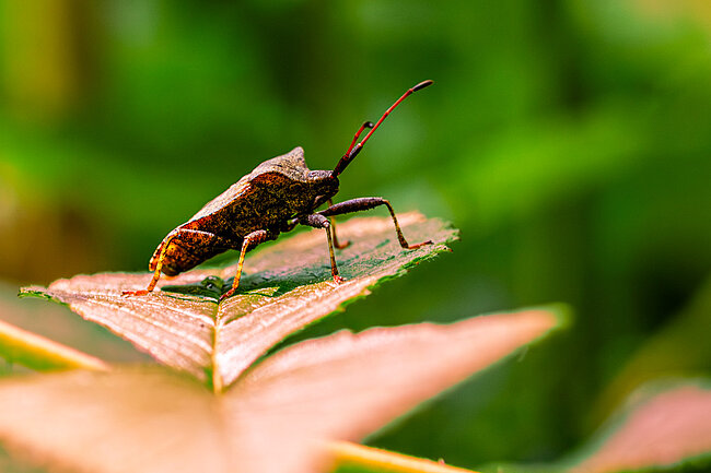 Corée marginée (Coreus marginatus)
