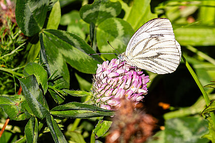 Raps-Weißling (auch Grünader-Weißling, Pieris napi)