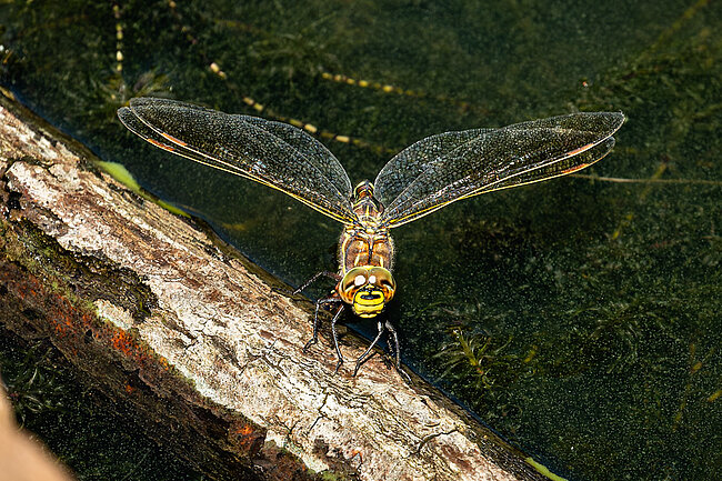 Common hawker (F, Aeshna juncea) laying eggs