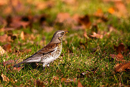 Fieldfare (Turdus pilaris)