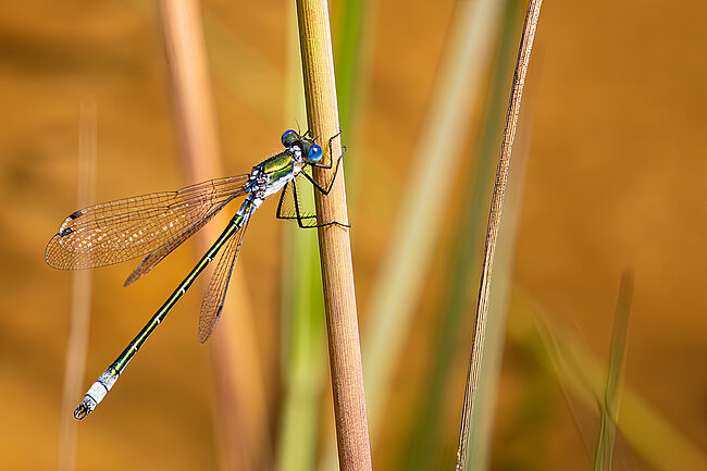 Glänzende Binsenjungfer (Lestes dryas)