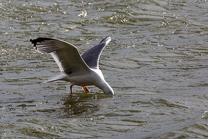 Yellow-legged gull (Larus michahellis)
