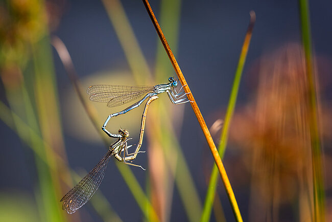 Paarungsrad der Blauen Federlibelle (Platycnemis pennipes)
