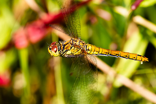 Blutrote Heidelibelle (W, Sympetrum sanguineum)) im Flug während der Eiablage