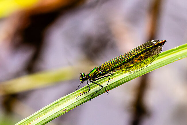 Weibchen der Gebänderten Prachtlibelle (Calopteryx splendens)