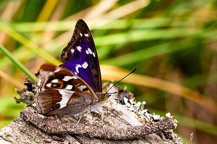 Großer Schillerfalter (Apatura iris)