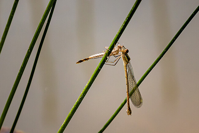Frisch geschlüpfte Weidenjungfer (W, Chalcolestes viridis)