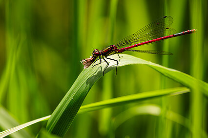 Männchen der Frühen Adonislibelle (Pyrrhosoma nymphula) mit Beute 