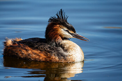 Great crested grebe (Podiceps cristatus)