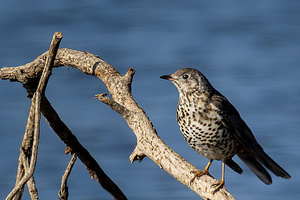Mistle thrush (Turdus viscivorus)